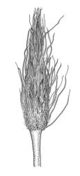 Macrocoma tenue subsp. tenue, immature capsule with calyptra. Drawn from A.J. Fife 5388, CHR 351305.
 Image: R.C. Wagstaff © Landcare Research 2017 